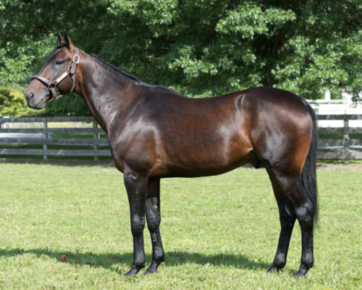 Greenshoe (US)