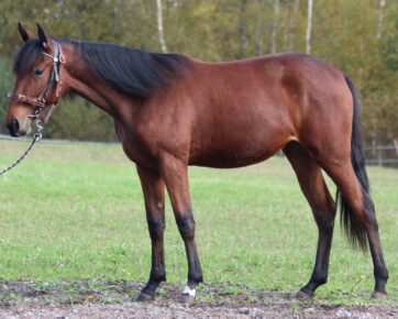 Sahara Ruffian (FI)