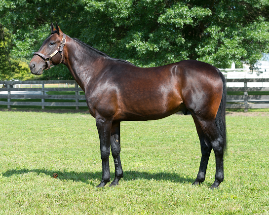 greenshoe_stallion_