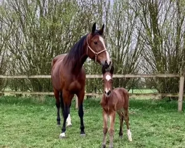 Heti (DK) incl. foal
