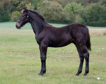 23. OthelloBelloNero
