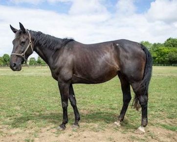 Outsourced Hanover