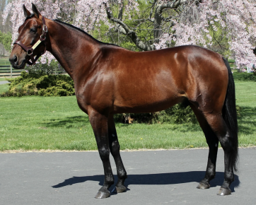 43. Ecurie D (DK)
