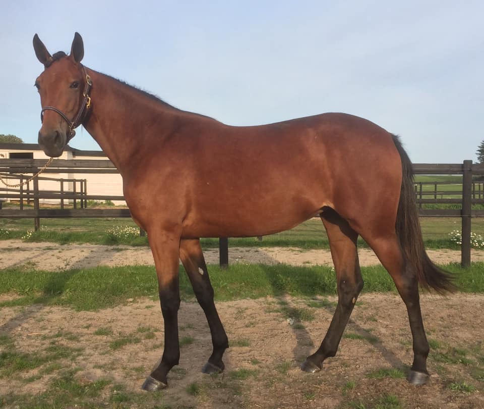 Holly Go Lightly (DK) - Image 2