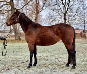 Pink Drink (US) - Image 2