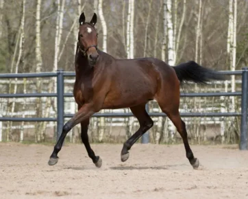 44. Vamp Kronos (S)