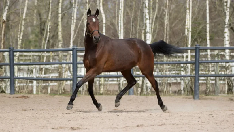 44. Vamp Kronos (S)