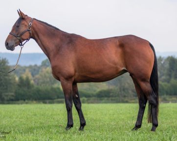 Holly Go Lightly (DK)