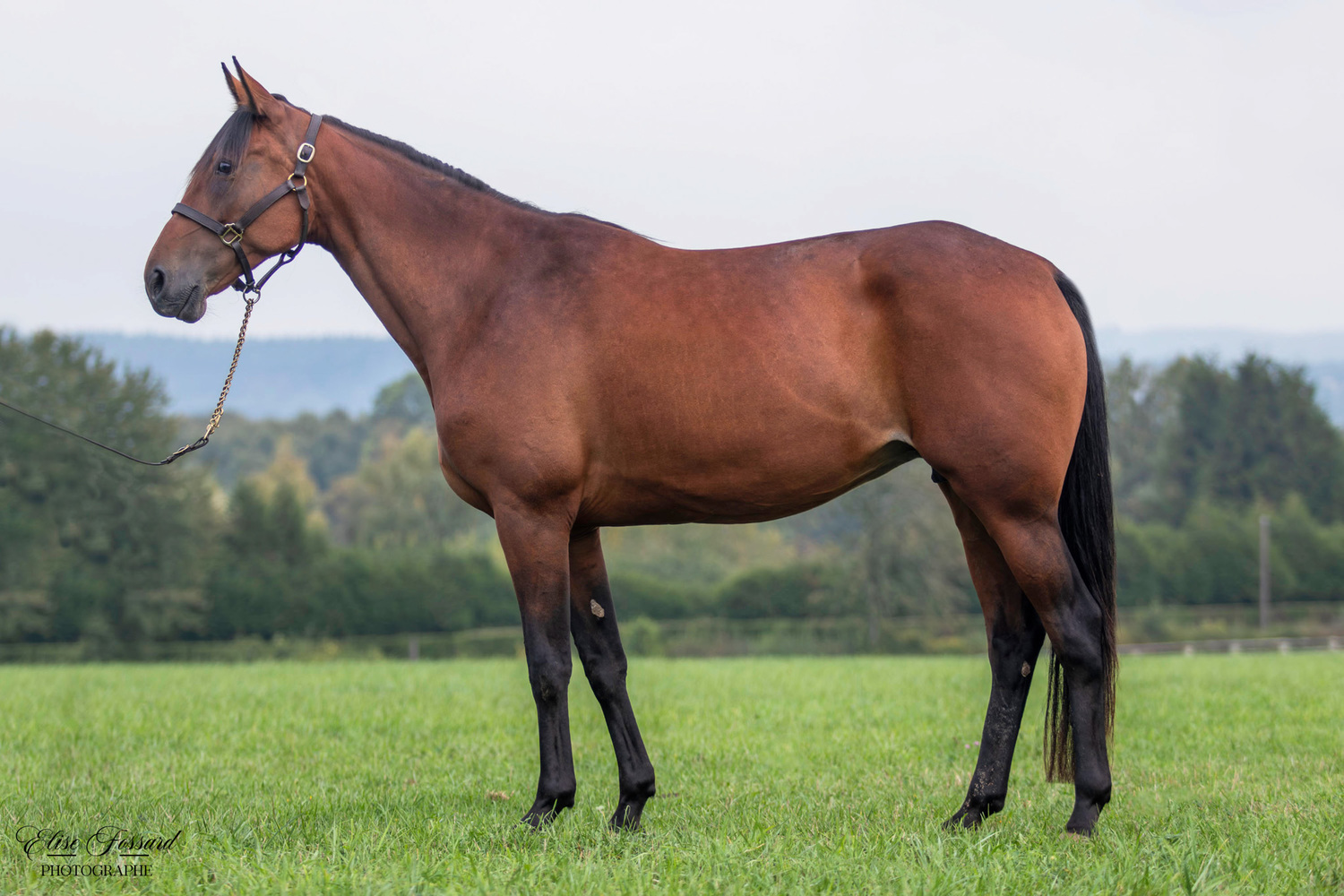 Holly Go Lightly (DK)