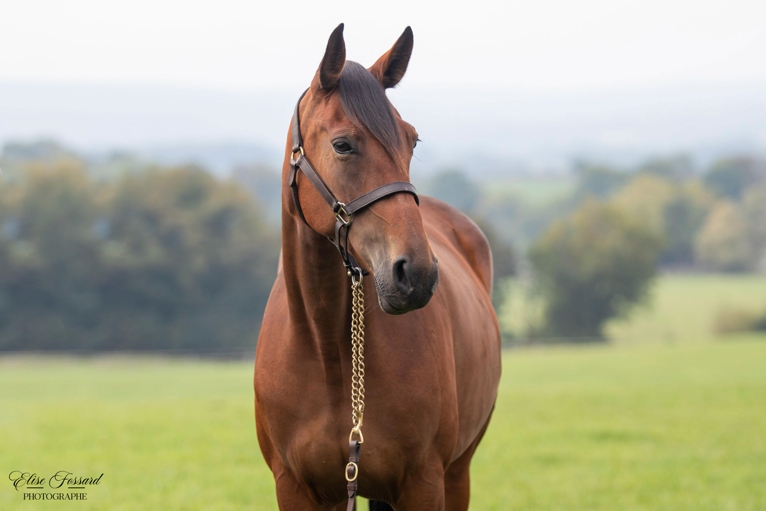 Holly Go Lightly (DK) - Image 3