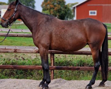48. Equine AM (S)