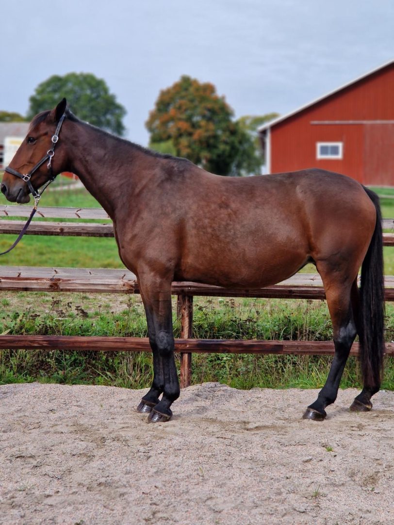 48. Equine AM (S)
