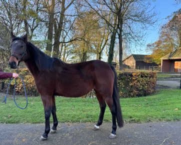 Trecciadoro Rex (IT)