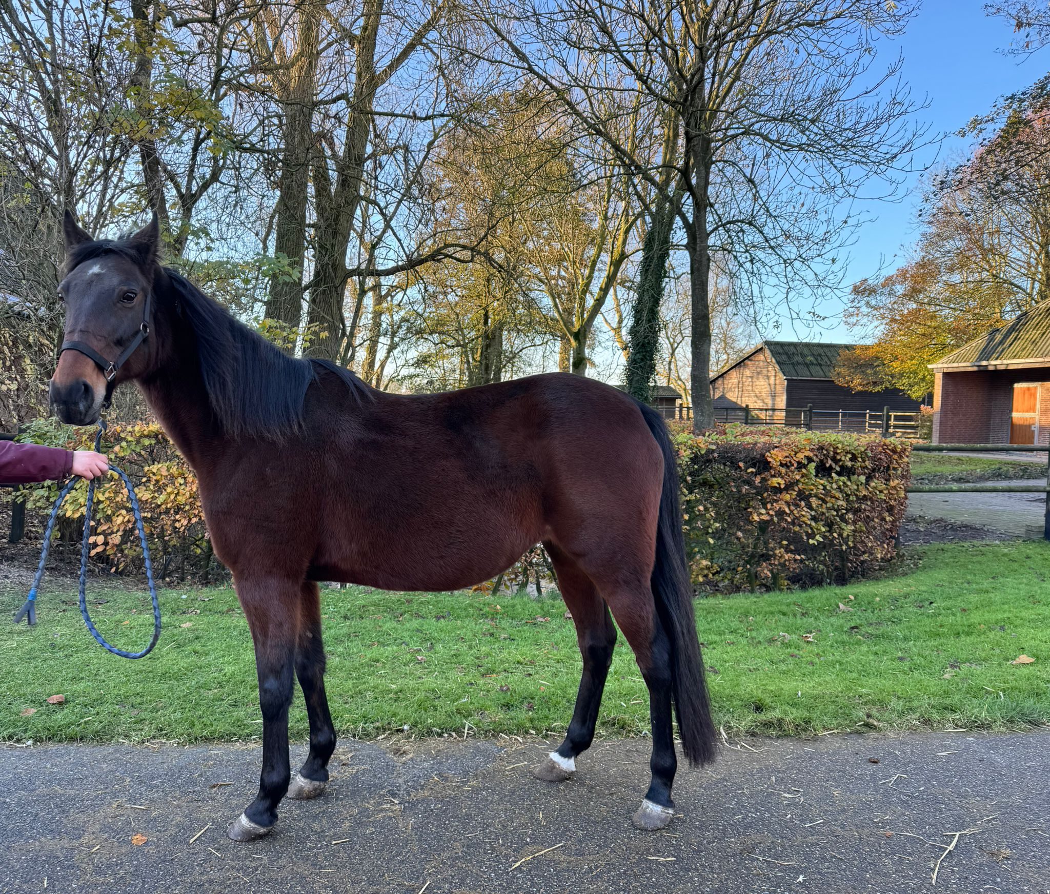 Trecciadoro Rex (IT)