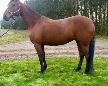 11. Almas Caviar (S)