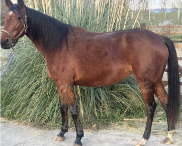 9. Iroquoise D’Am (FR)