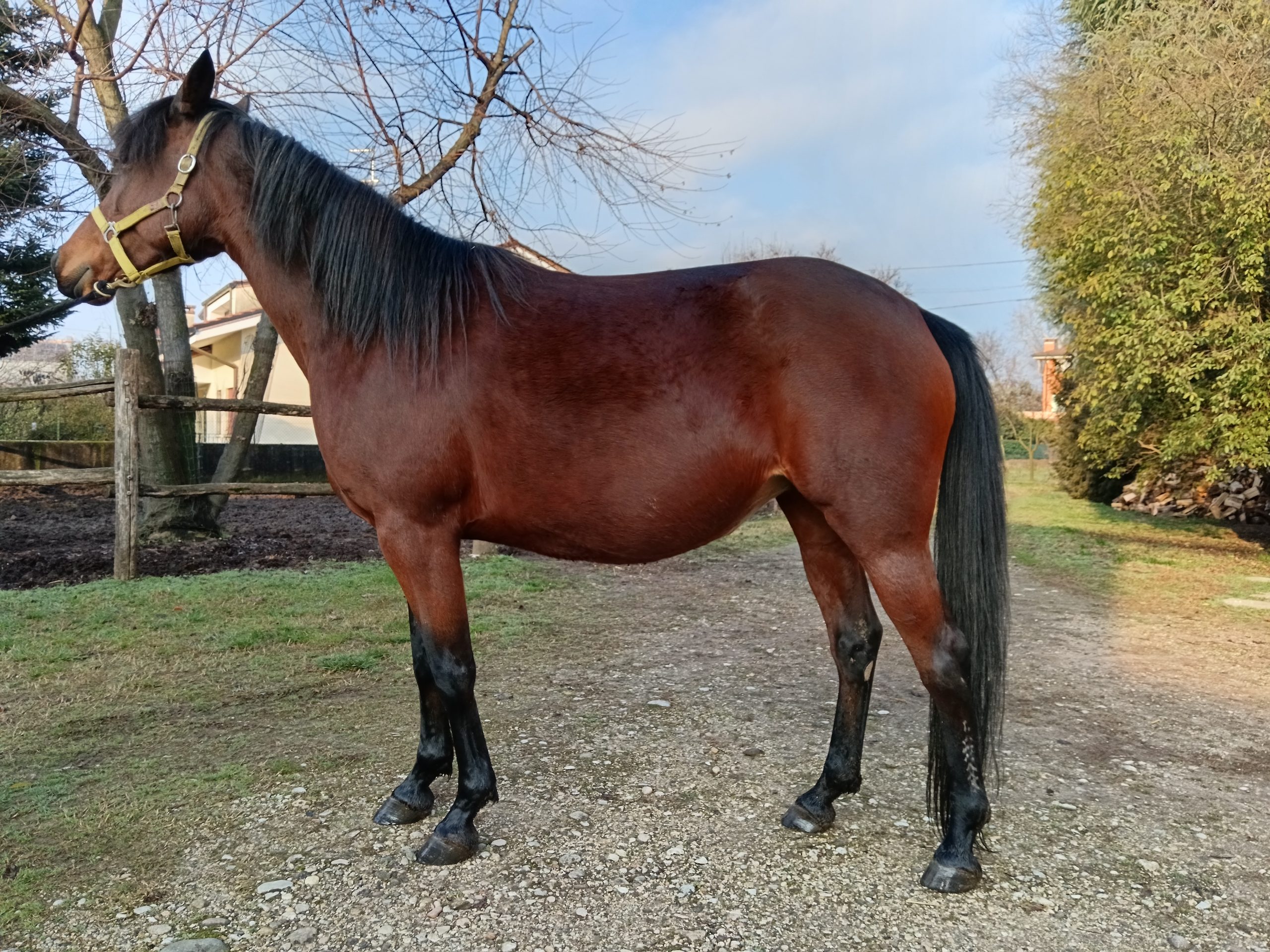 Appia (IT) - Image 2