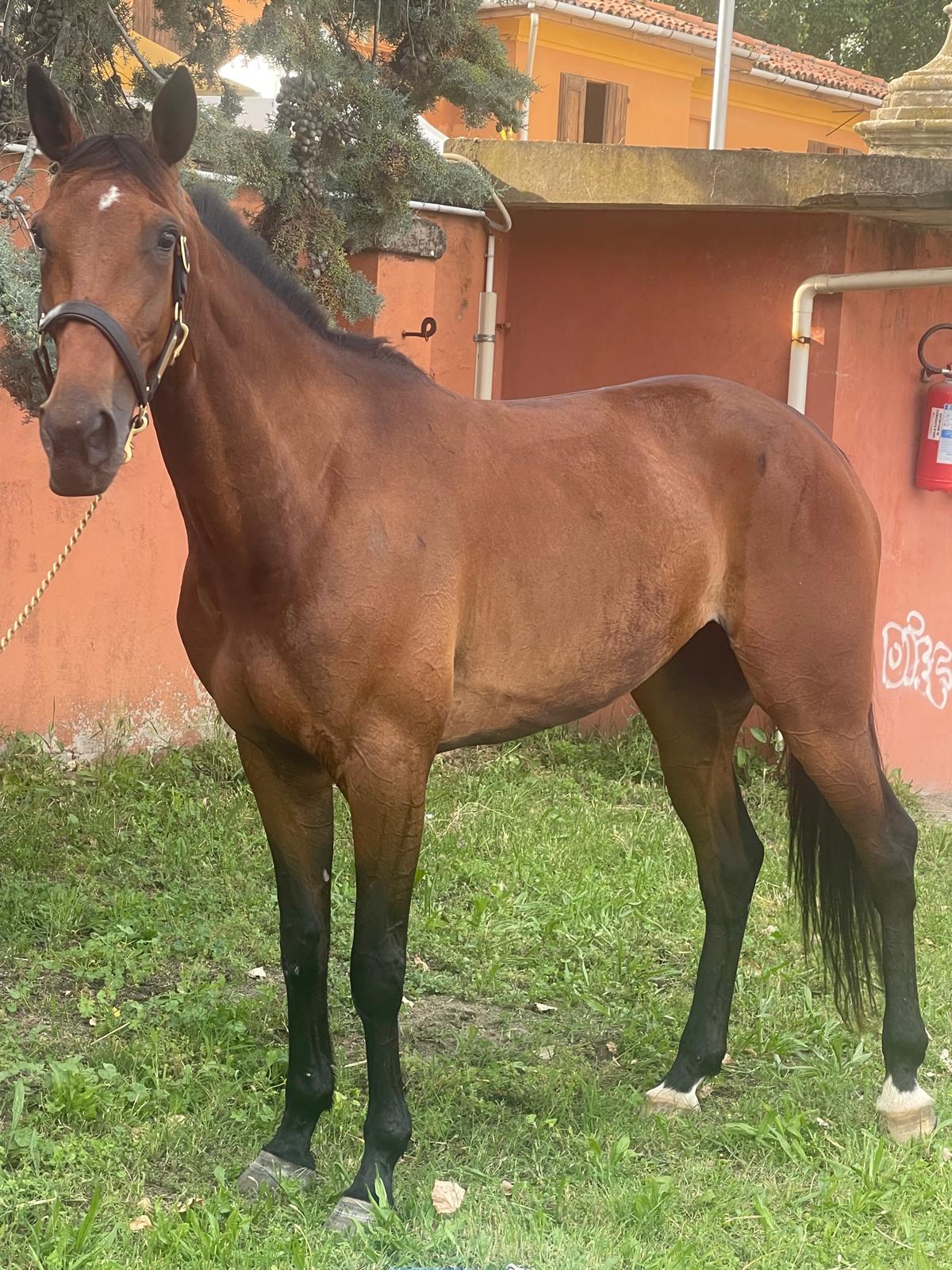 Daughter As (IT) - Image 2