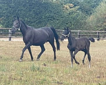 17. Who Dat Girl (US)