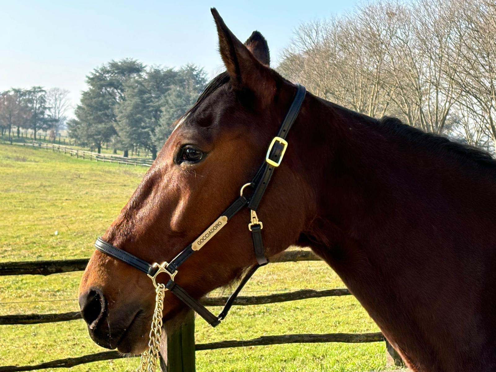 Daughter As (IT) - Image 3