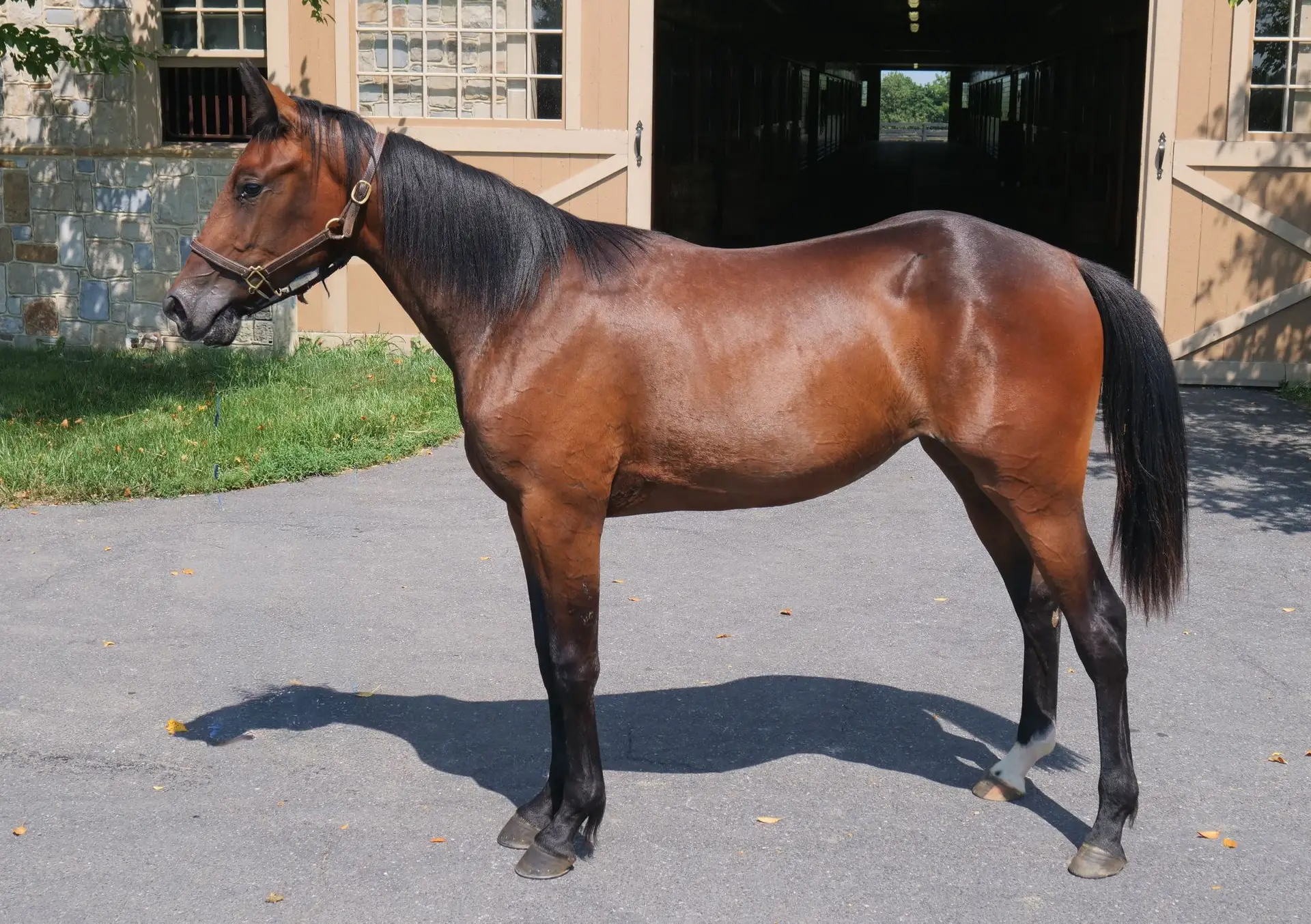 14. Costa Di Calypso (US)