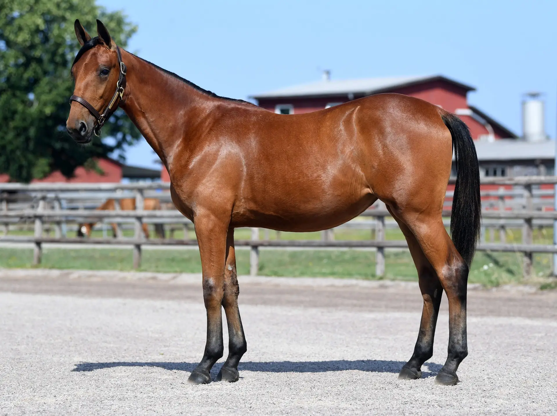 26. Tiamo Schermer (S)