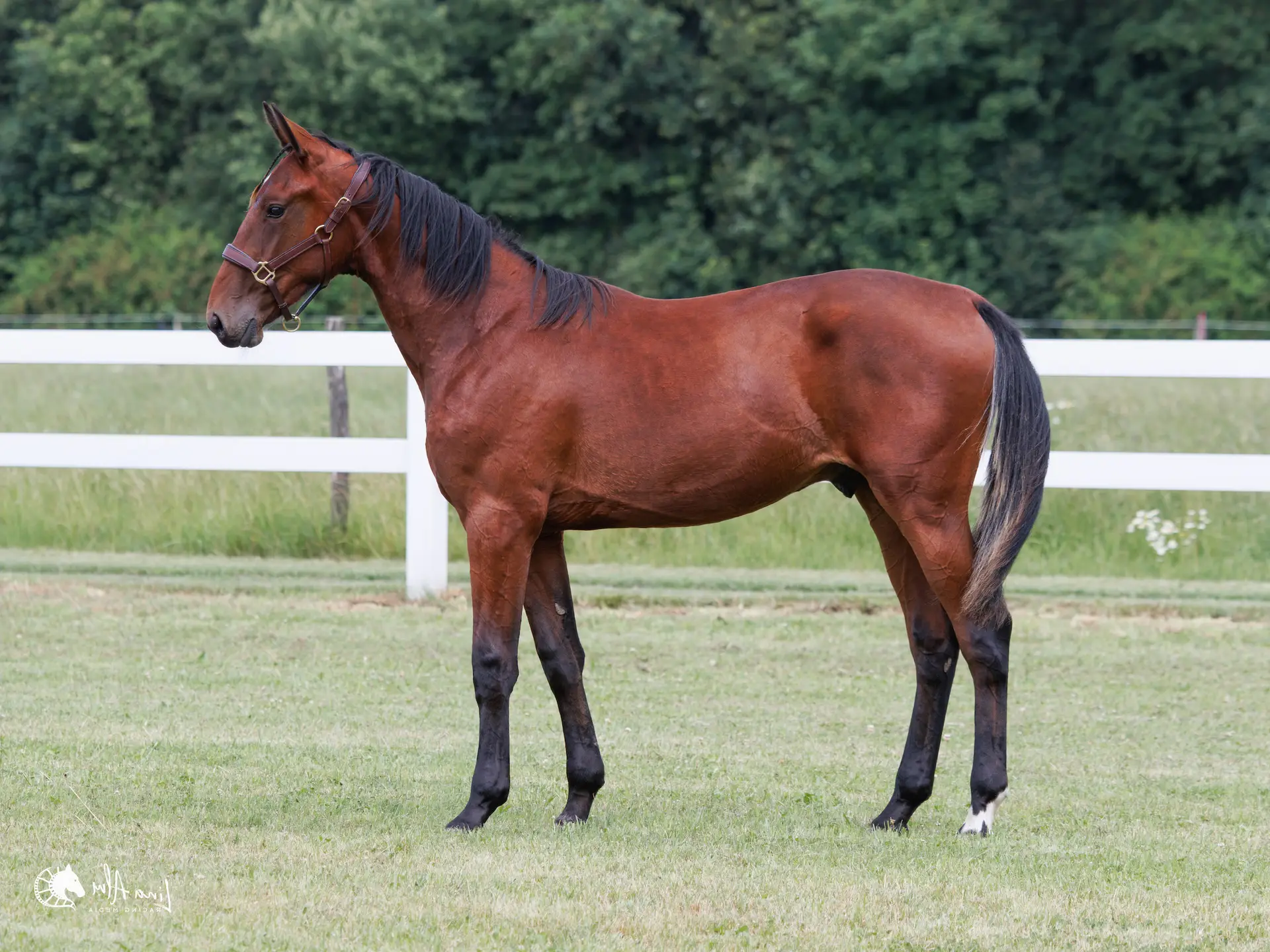 9. Oscar Wynn (DK)