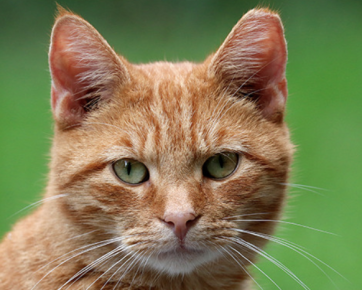 Katteauktion