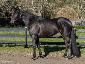 Calypso-di-Poggio-web-300×225