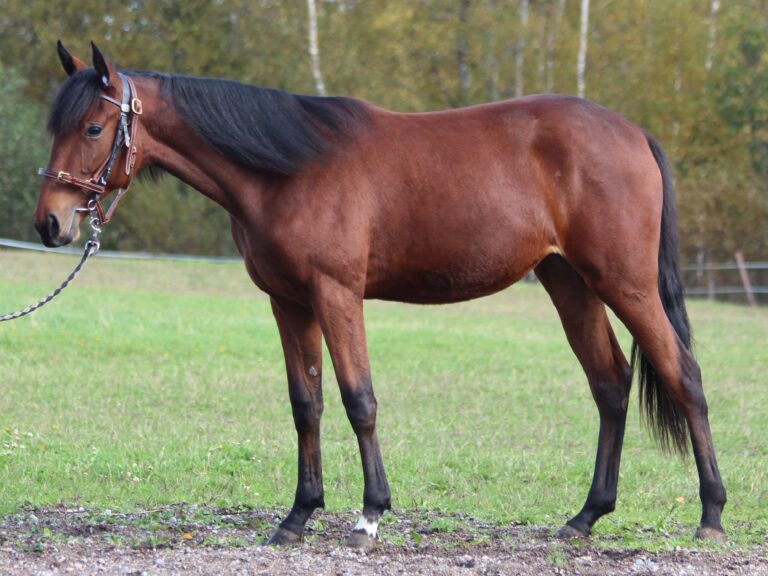 Ruffian1
