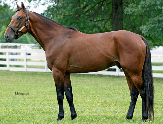 international_moni_stallion